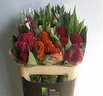 Целозия - Celosia C Act Sortie D70