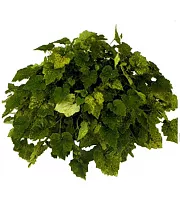 Толмия Мезиса - Tolmiea menziesii D18 H30