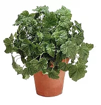 Толмия Мезиса - Tolmiea menziesii D12 H20