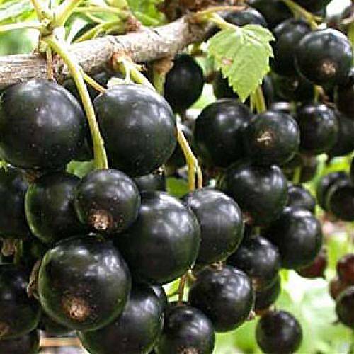 Смородина черная Экзотика - Ribes nigrum Exotica 1,5-2 ltr, 80-120 см
