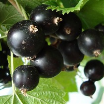 Смородина черная Чудесная - Ribes nigrum Chudesnaya 1,5-2 ltr, 80-120 см