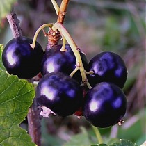 Смородина черная Голубка - Ribes nigrum Golubka 1,5-2 ltr, 80-120 см
