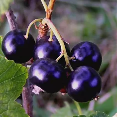 Смородина черная Голубка - Ribes nigrum Golubka 1,5-2 ltr, 80-120 см