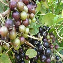 Смородина черная Детскосельская - Ribes nigrum Detskoselskaya 1,5-2 ltr, 80-120 см