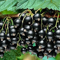 Смородина черная Черный Жемчуг - Ribes nigrum Black Pearl 1,5-2 ltr, 80-120 см