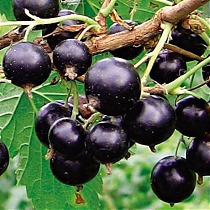 Смородина черная Бинар - Ribes nigrum Binar 1,5-2 ltr, 80-120 см
