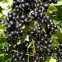 Смородина черная Ажурная - Ribes nigrum Agurnaya 1,5-2 ltr, 80-120 см