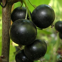 Смородина черная Селеченская - Ribes nigrum Selechenskaya 1,5-2 ltr, 80-120 см