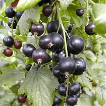 Смородина черная Оджебин - Ribes nigrum Odzhebin 1,5-2 ltr, 80-120 см