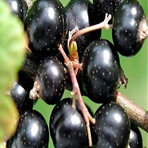 Смородина черная Нежданчик - Ribes nigrum Nezhdanchik 1,5-2 ltr, 80-120 см
