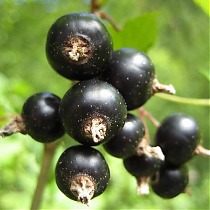 Смородина черная Загадка - Ribes nigrum Zagadka 1,5-2 ltr, 80-120 см