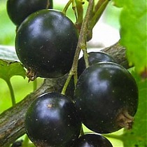 Смородина черная Ленинградский Великан - Ribes nigrum Leningradzkij Welikan 1,5-2 ltr, 80-120 см