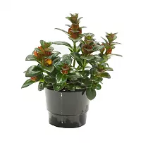 Нематантус - Nematanthus Hyb Miami D10 H20
