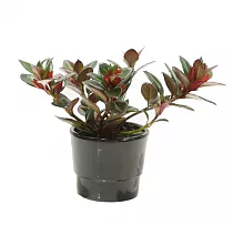 Нематантус - Nematanthus Hyb Houston D5 H15