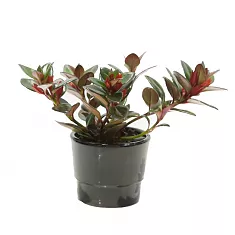 Нематантус - Nematanthus Hyb Houston D5 H15
