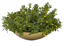 Нематантус - Nematanthus Hyb Australis D20 H40