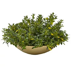 Нематантус - Nematanthus Hyb Australis D20 H40