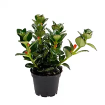 Нематантус грегариус - Nematanthus gregarius radicans D5 H15