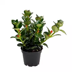 Нематантус грегариус - Nematanthus gregarius radicans D5 H15