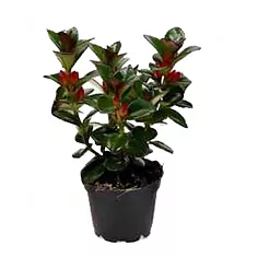 Нематантус - Nematanthus Hyb New Orleans D11 H20