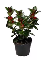 Нематантус - Nematanthus Hyb New Orleans D11 H20