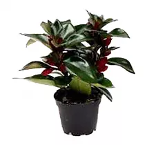 Нематантус Гипоцирта Тропикана - Nematanthus Hyb Tropicana D12 H22