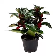 Нематантус Гипоцирта Тропикана - Nematanthus Hyb Tropicana D12 H22
