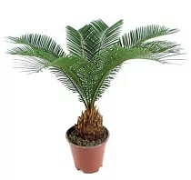 Пальма Цикас революта - Cycas revoluta D20 H75