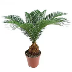 Пальма Цикас революта - Cycas revoluta D20 H75