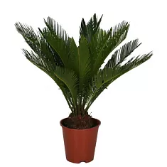 Пальма Цикас революта - Cycas revoluta D18 H40