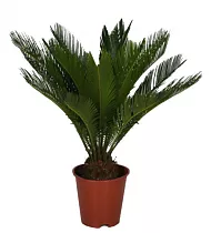 Пальма Цикас революта - Cycas revoluta D18 H40