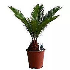 Пальма Цикас революта - Cycas revoluta D14 H30