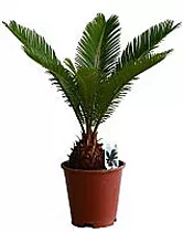 Пальма Цикас революта - Cycas revoluta D14 H30