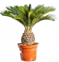 Пальма Цикас революта - Cycas revoluta D25 H85