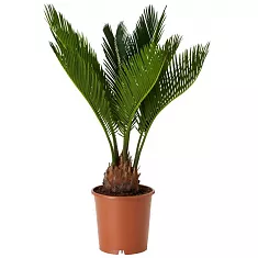 Пальма Цикас революта - Cycas revoluta D21 H60