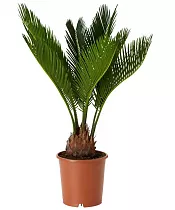 Пальма Цикас революта - Cycas revoluta D21 H60