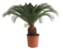 Пальма Цикас революта - Cycas revoluta D30 H100