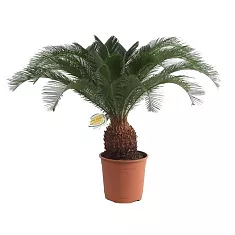 Пальма Цикас революта - Cycas revoluta D30 H100