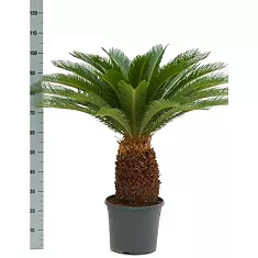 Пальма Цикас революта - Cycas revoluta D35 H120