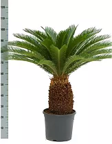 Пальма Цикас революта - Cycas revoluta D35 H120