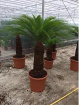 Пальма Цикас революта - Cycas revoluta D35 H135