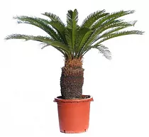 Пальма Цикас революта - Cycas revoluta D35 H130