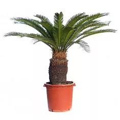 Пальма Цикас революта - Cycas revoluta D35 H130