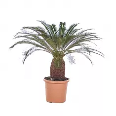Пальма Цикас революта - Cycas revoluta D30 H110