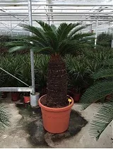 Пальма Цикас революта - Cycas revoluta D58 H170