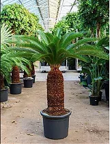 Пальма Цикас революта – Cycas revoluta D48 H150