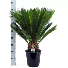 Пальма Цикас революта - Cycas revoluta D24 H80