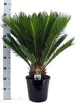 Пальма Цикас революта - Cycas revoluta D24 H80