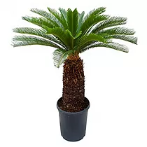 Пальма Цикас революта - Cycas revoluta D36 H140