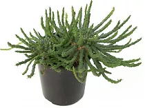 Эуфорбия фланагани - Euphorbia flanaganii D19 H20